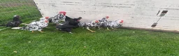 Chickens poultry for sale: Exchequer leghorns  - Advert 3
