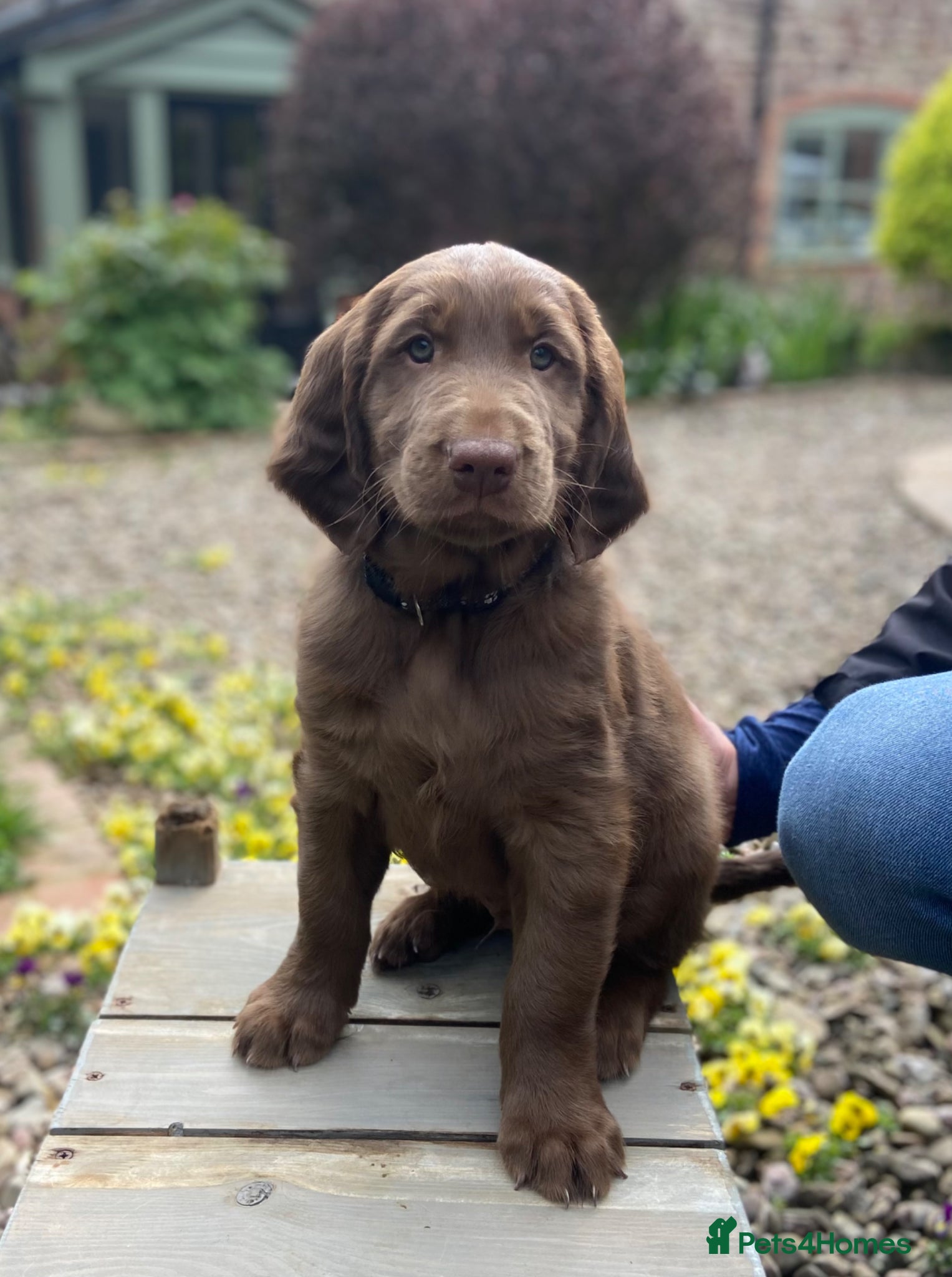 Flat coated Retriever dogs KC Reg Flat Coated Retriever pups  - Advert 1