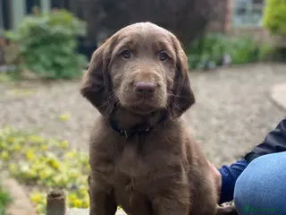 Flat coated Retriever dogs KC Reg Flat Coated Retriever pups - Advert 2