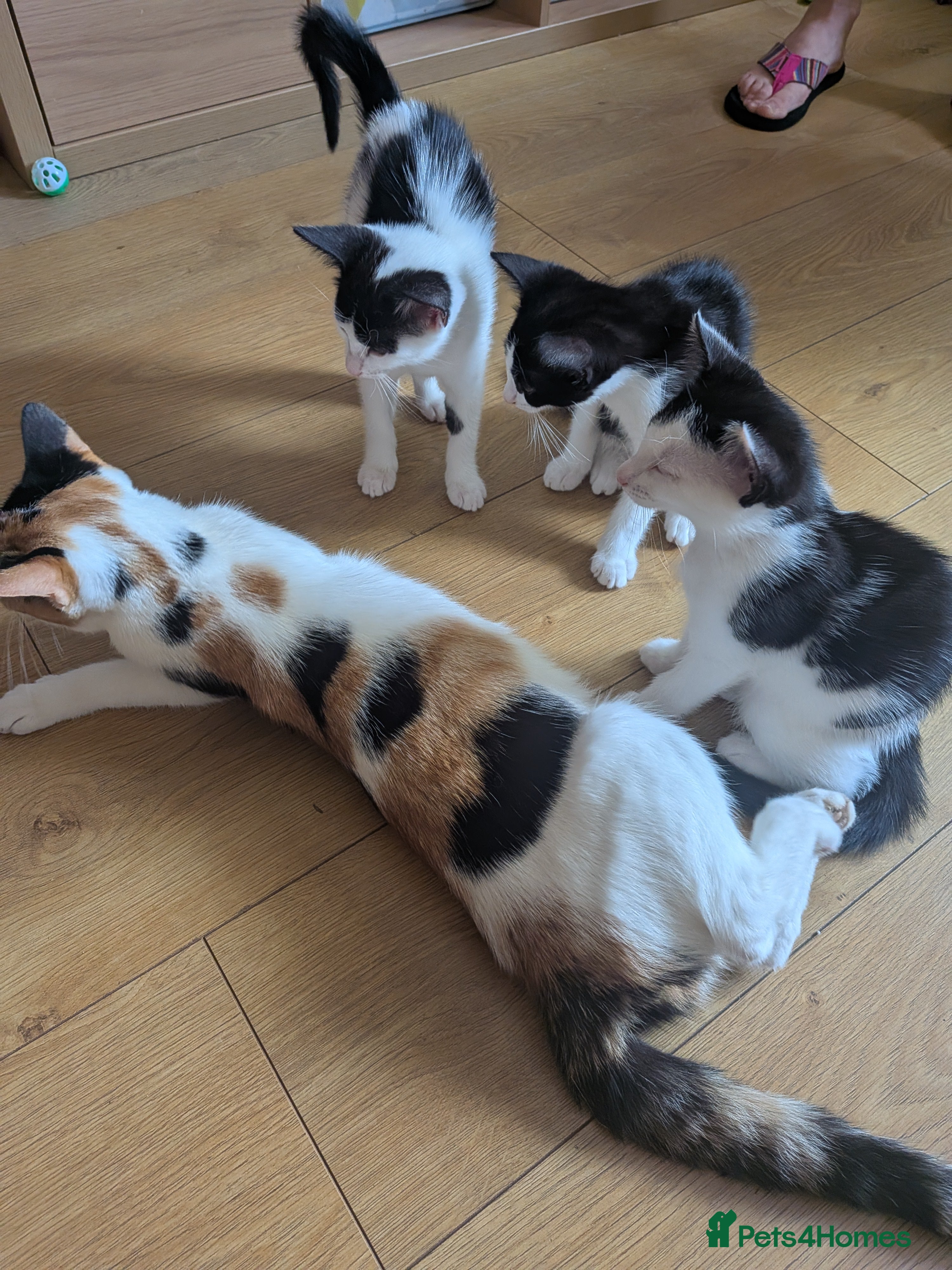 Mixed Breed cats Cute kittens looking for a new home - Advert 1