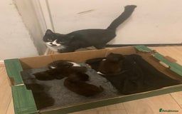 Domestic Shorthair cats for sale: 5 beatiful kittens for sale  - Image 6