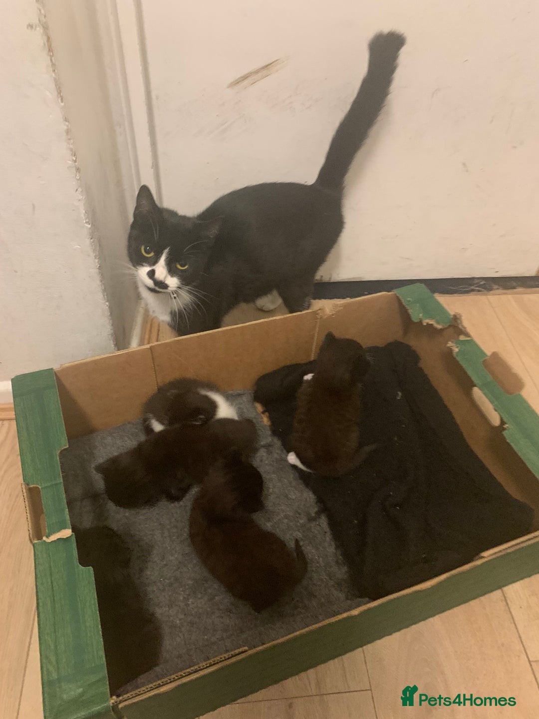 Domestic Shorthair cats for sale: 5 beatiful kittens for sale  - Image 6