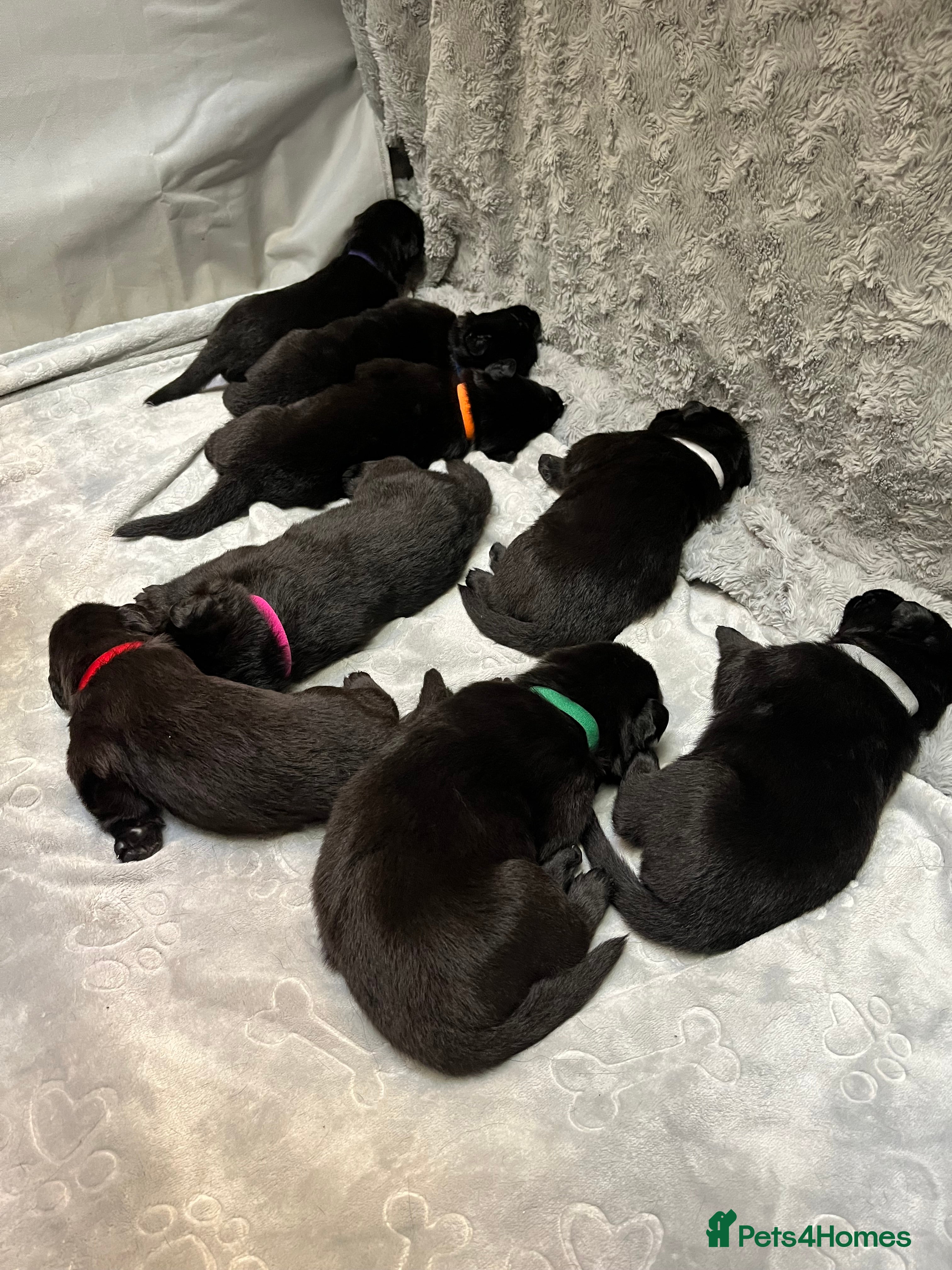 German Shepherd dogs Solid black German Shepard for sale  - Advert 13