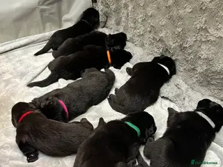 German Shepherd dogs Solid black German Shepard for sale - Advert 13