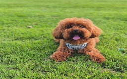 Toy Poodle dogs for stud: Handsome K.C Reg Red Toy poodle stud! - Image 2