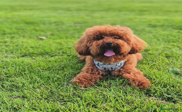 Toy Poodle dogs - Advert 9
