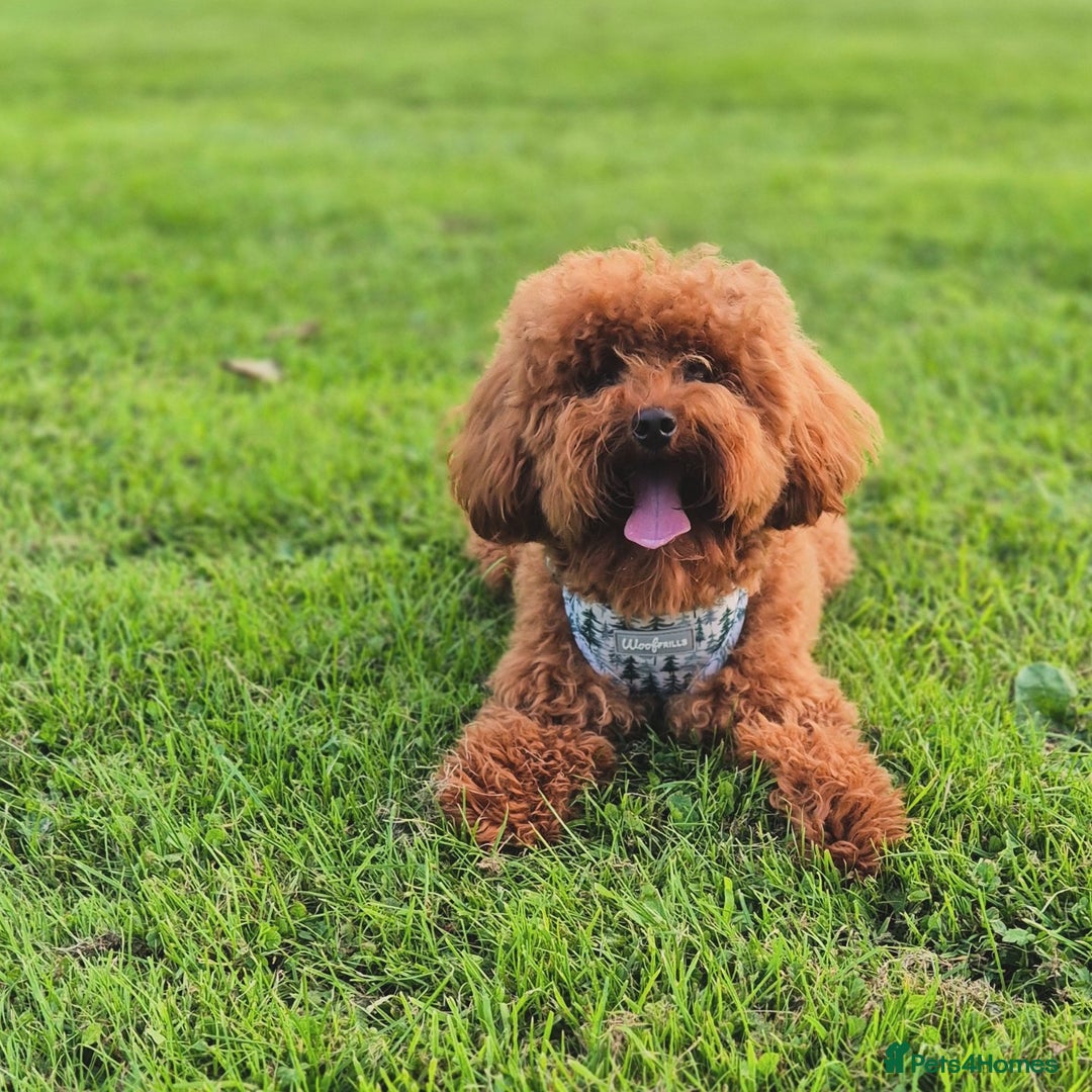Toy Poodle dogs for stud: Handsome K.C Reg Red Toy poodle stud! - Image 2