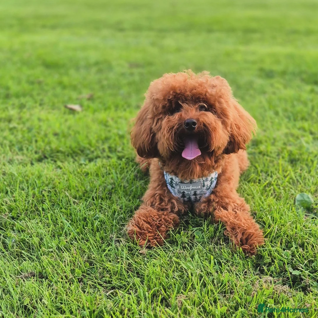 Toy Poodle dogs for stud: Handsome K.C Reg Red Toy poodle stud! - Advert 11