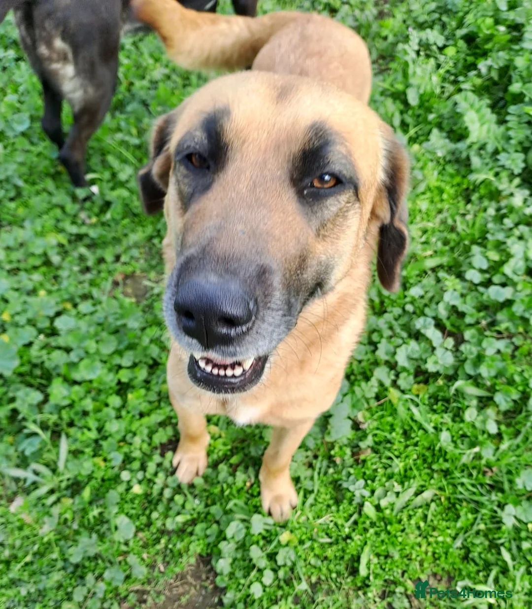 Mixed Breed dogs for adoption:  Meet Julio 😍 - Advert 2