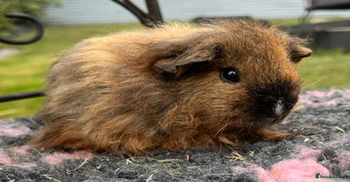 Guinea Pig rodents - Advert 5