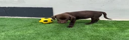 Labrador Retriever dogs for sale: Beautiful lab puppy’s ready to go - Advert 9
