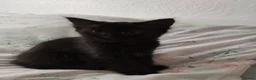 Mixed Breed cats for sale: 2 Kittens Ready for New Homes, 10 Weeks Old - Advert 3