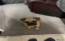 Mixed Breed dogs for sale: French bulldog x English bulldog  - Image 3