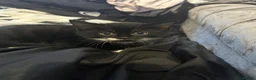 Domestic Shorthair cats for sale: Tuxedo Kittens  in Ripon - Advert 2
