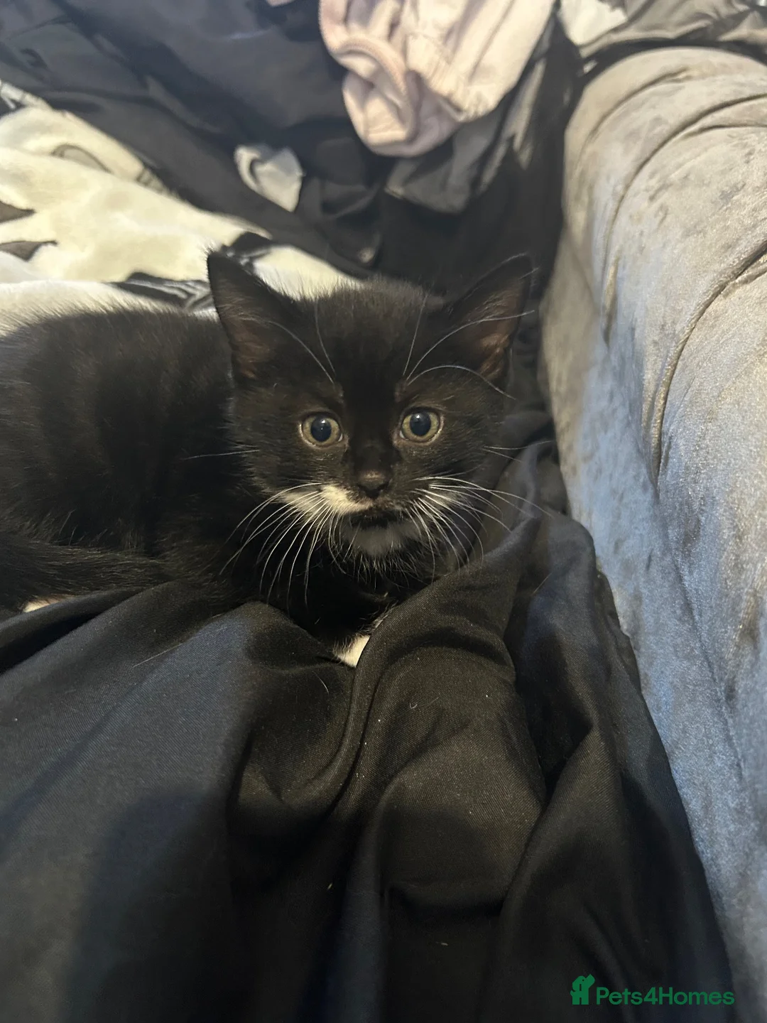 Domestic Shorthair cats for sale: Tuxedo Kittens  in Ripon - Advert 2
