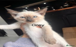Siamese cats for sale: Human Toilet Trained! Exquisite Siamese Kittens - Image 39