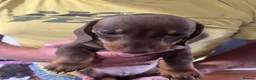 Miniature Dachshund dogs for sale: REDUCED KC Miniature dachshund READY TO LEAVE  - Advert 7