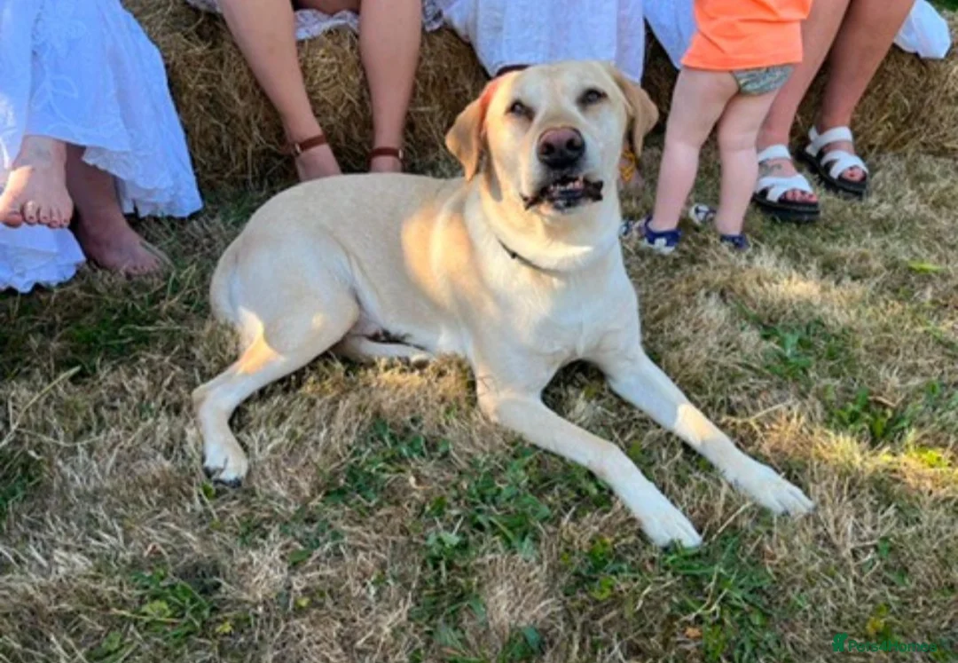 Labrador Retriever dogs for stud: Handsome family labrador proven stud  - Advert 3