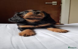 Miniature Dachshund dogs for sale: Miniature longhaired Dashchounds  - Image 14