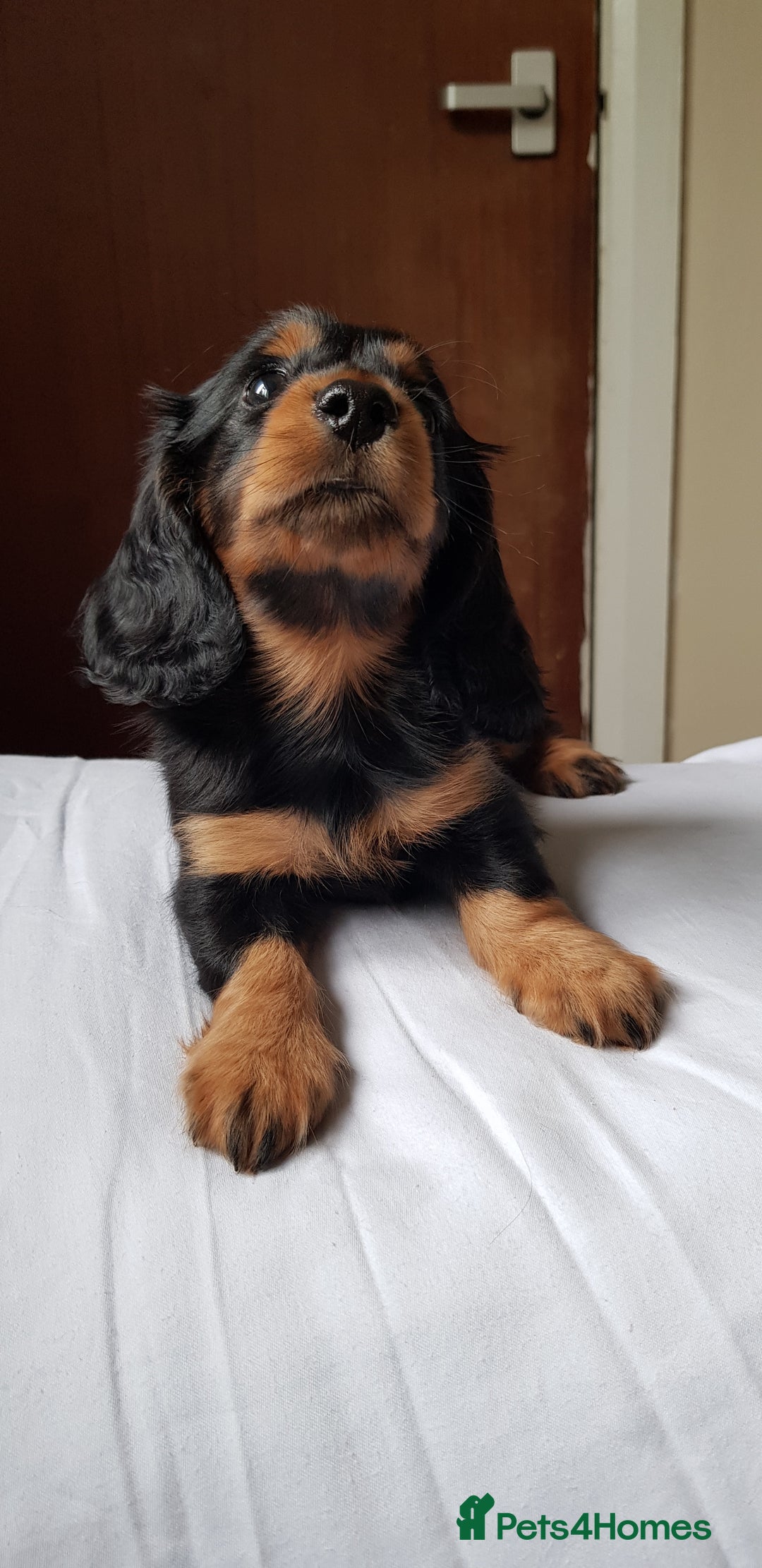 Miniature Dachshund dogs for sale: Miniature longhaired Dashchounds  - Image 14