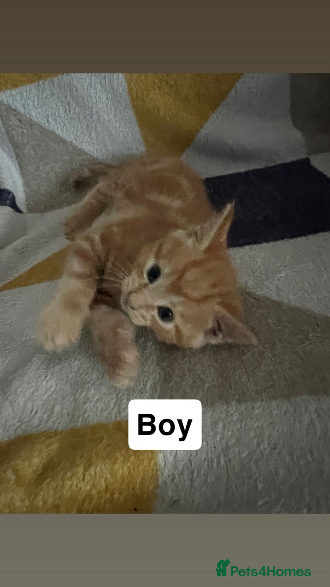 British Shorthair cats for sale: Selling cats  - Advert 2