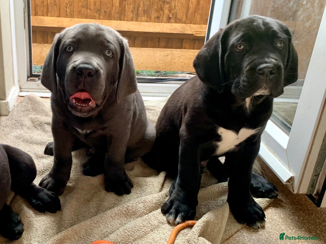 Cane Corso dogs for sale: Champion Lines Cane Corso puppies for sale - Image 17