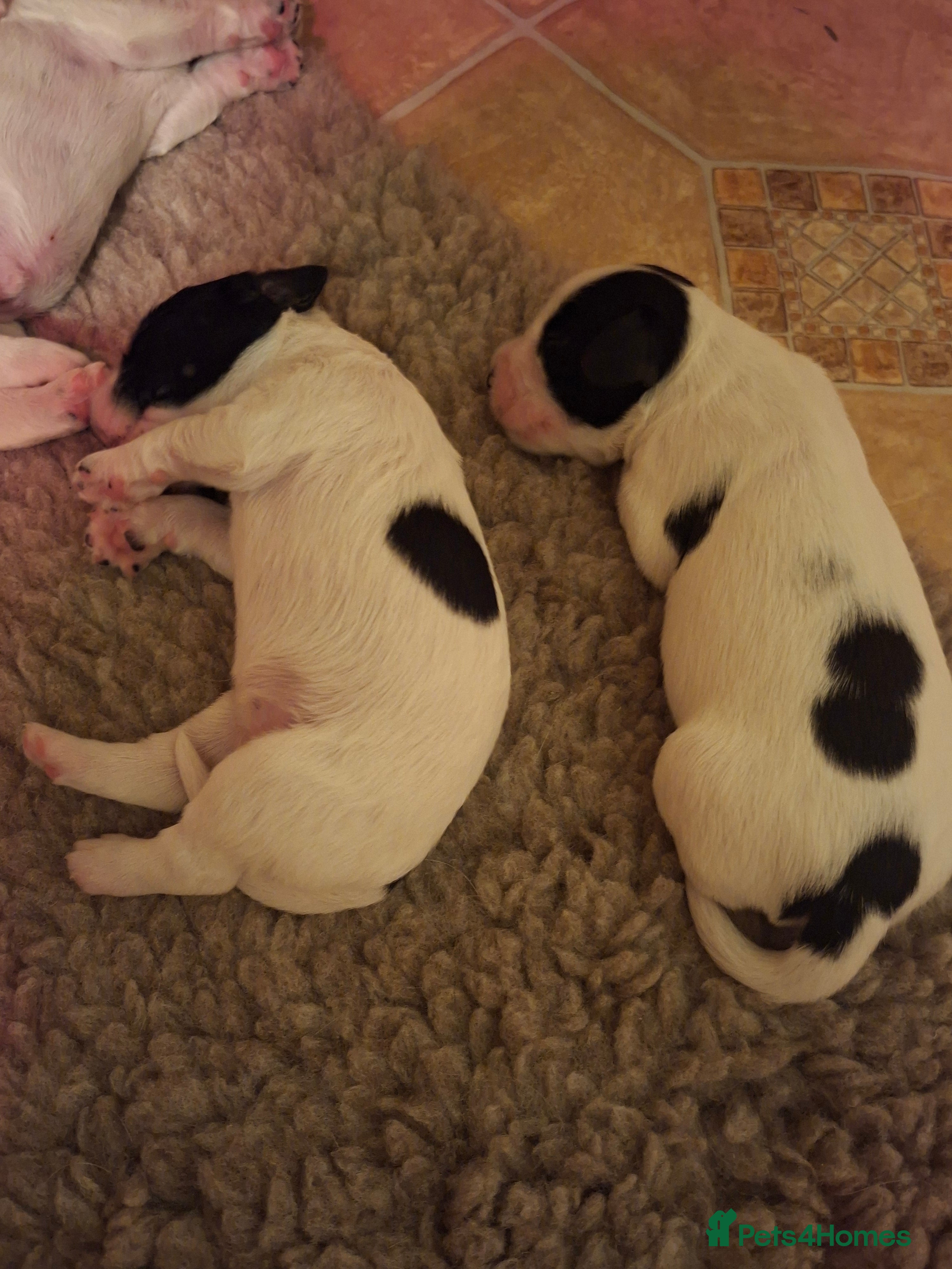 Sprocker dogs for sale: Mrs Christine Mckirdy - Advert 2