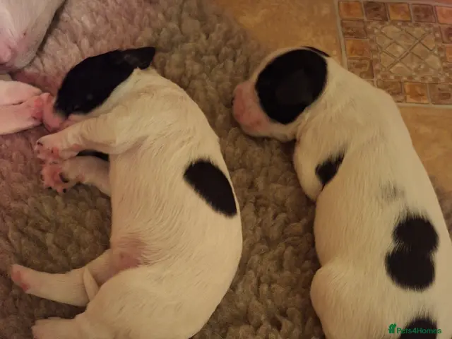 Sprocker dogs for sale: Mrs Christine Mckirdy - Advert 2