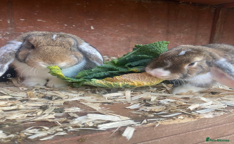 Mixed Breed rabbits - Advert 16
