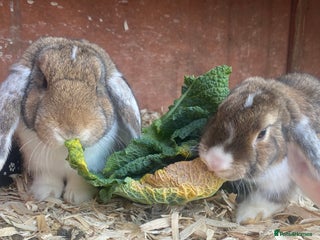 Mixed Breed rabbits - Advert 2