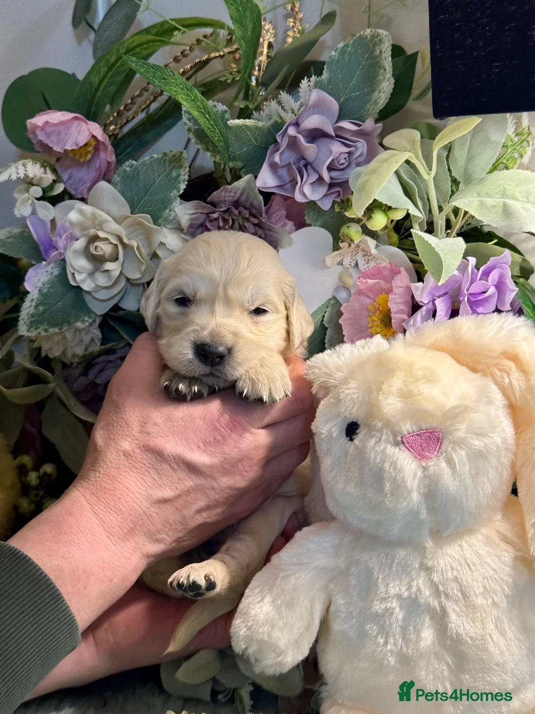 Golden Retriever dogs for sale: 9 gorgeous kc reg golden retriever puppies  - Advert 5