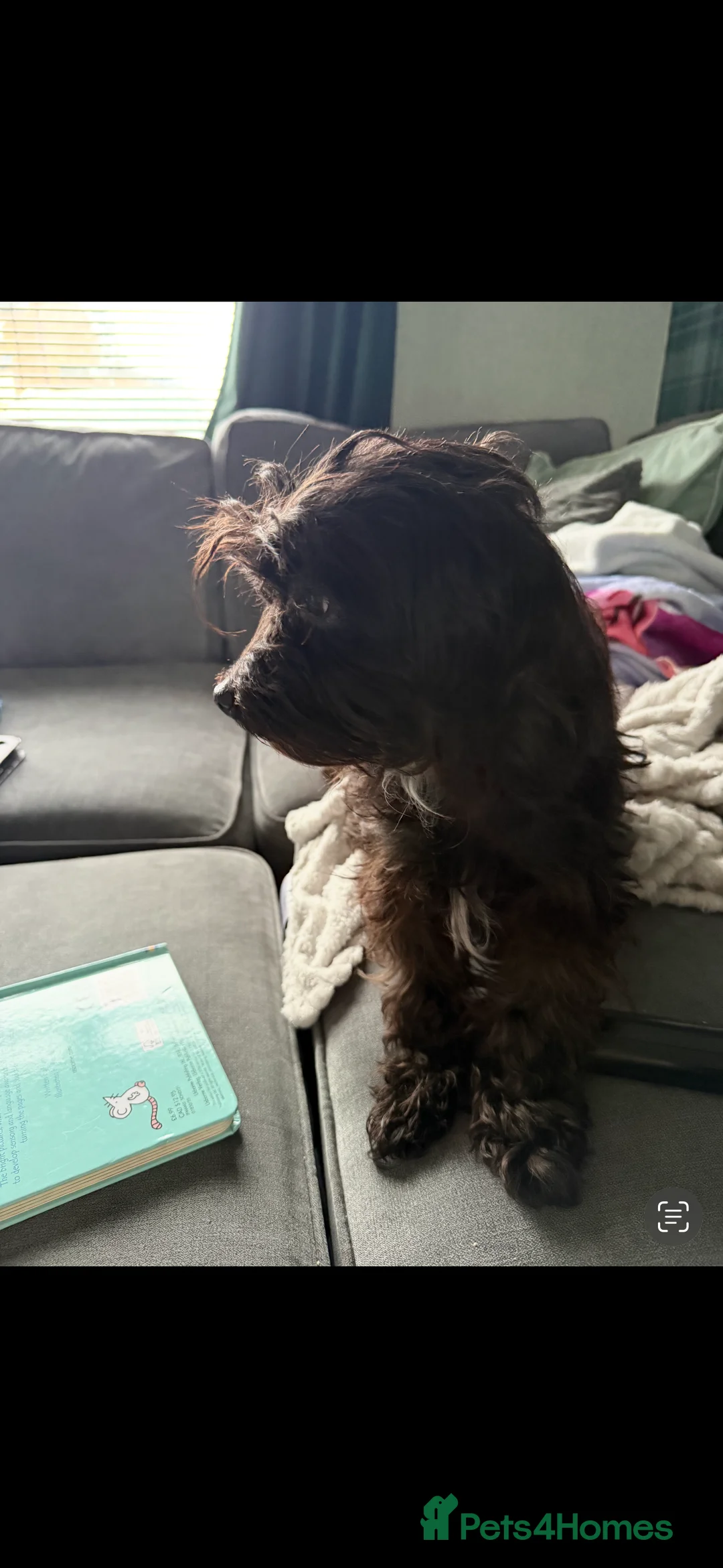 Mixed Breed dogs for sale: Mixed breed boy, 1 years old - Advert 2