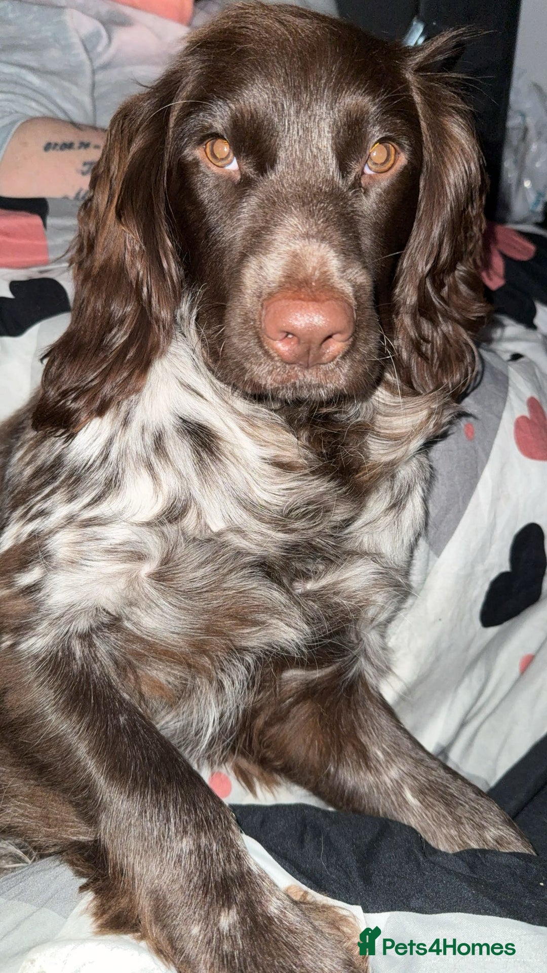 English Springer Spaniel dogs for sale: 10 month old springer spaniel  - Advert 5