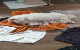 Pomeranian dogs for sale: Exellent quality mini ** pomeranian puppies  - Image 13