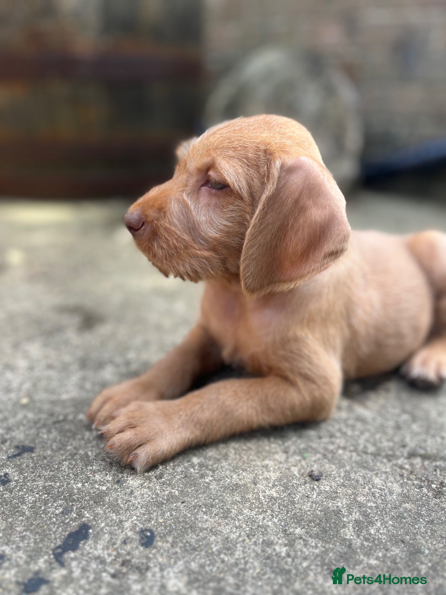 Hungarian Vizsla dogs Hungarian Wire haired Vizsla Puppies - Advert 4