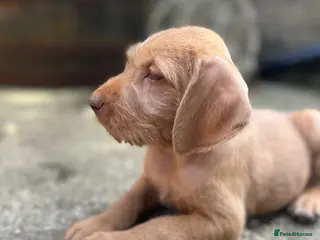 Hungarian Vizsla dogs Hungarian Wire haired Vizsla Puppies - Advert 15