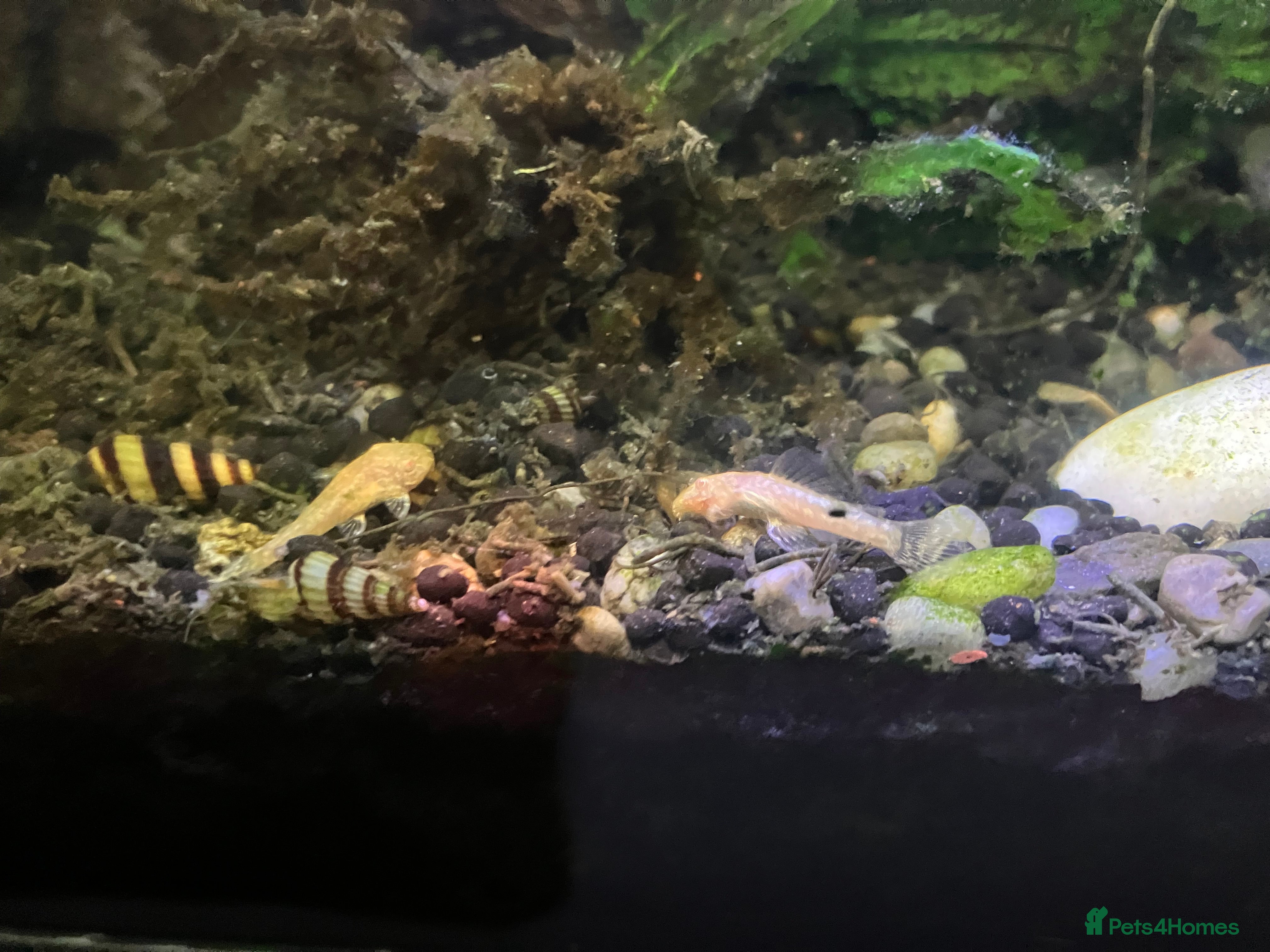 Catfish fish Bristlenose catfish (Ancistrus sp.) - Advert 1