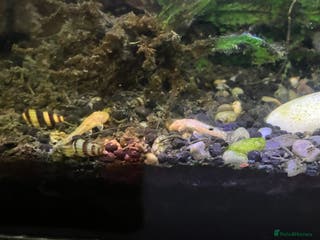 Catfish fish Bristlenose catfish (Ancistrus sp.) - Advert 8