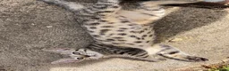 Bengal cats for sale: Bengal x kitten ready for new home in Swindon - Advert 11