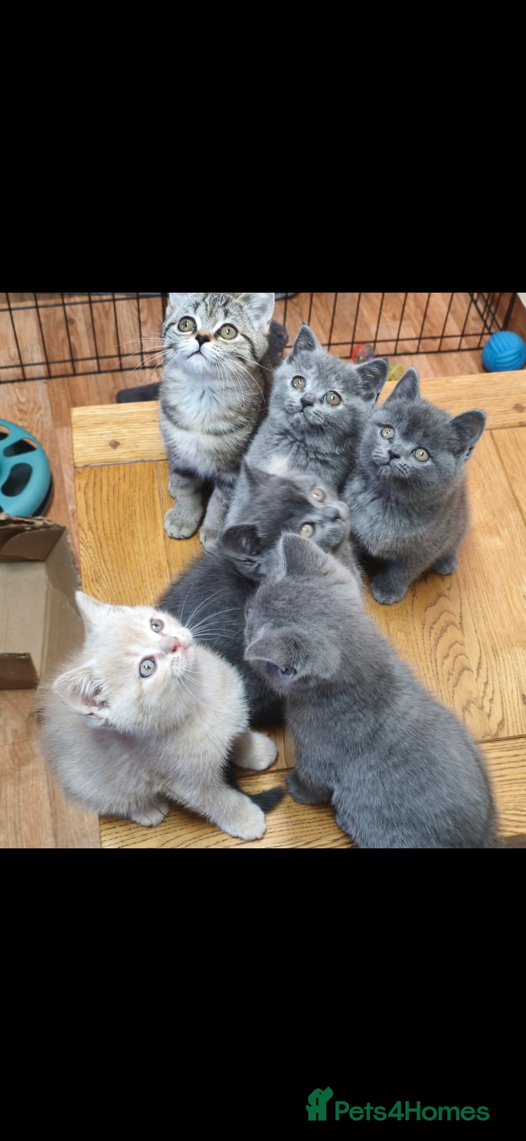 British Shorthair cats for sale: British Shorthair Kittens Imported Parents  - Advert 11
