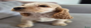 Cocker Spaniel Puppy 2 orange roan