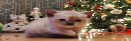 Tonkinese cats for sale: Gorgeous Tonkdoll kittens  - Advert 9