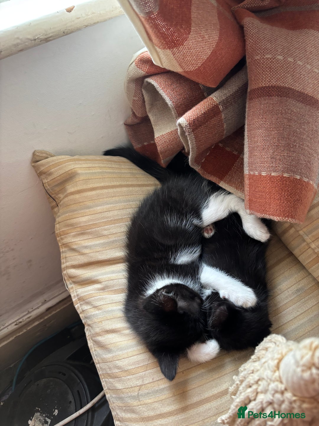 Maine Coon cats for sale: Twin Tuxedo Maine coon x BSH kitten girls - Image 2