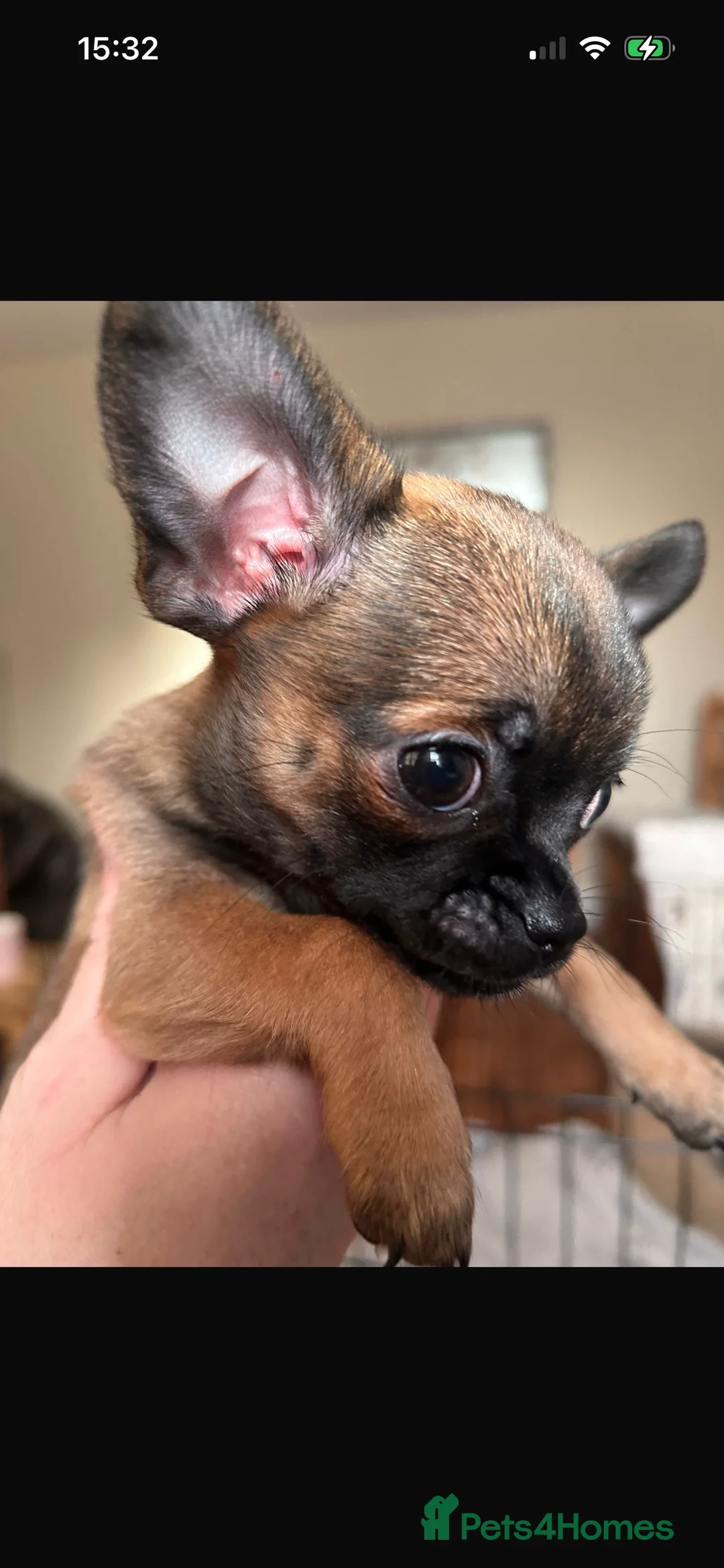 Chihuahua dogs for sale: Boy chihuahua smooth coat  - Advert 9