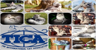 Maine Coon cats - Advert 5