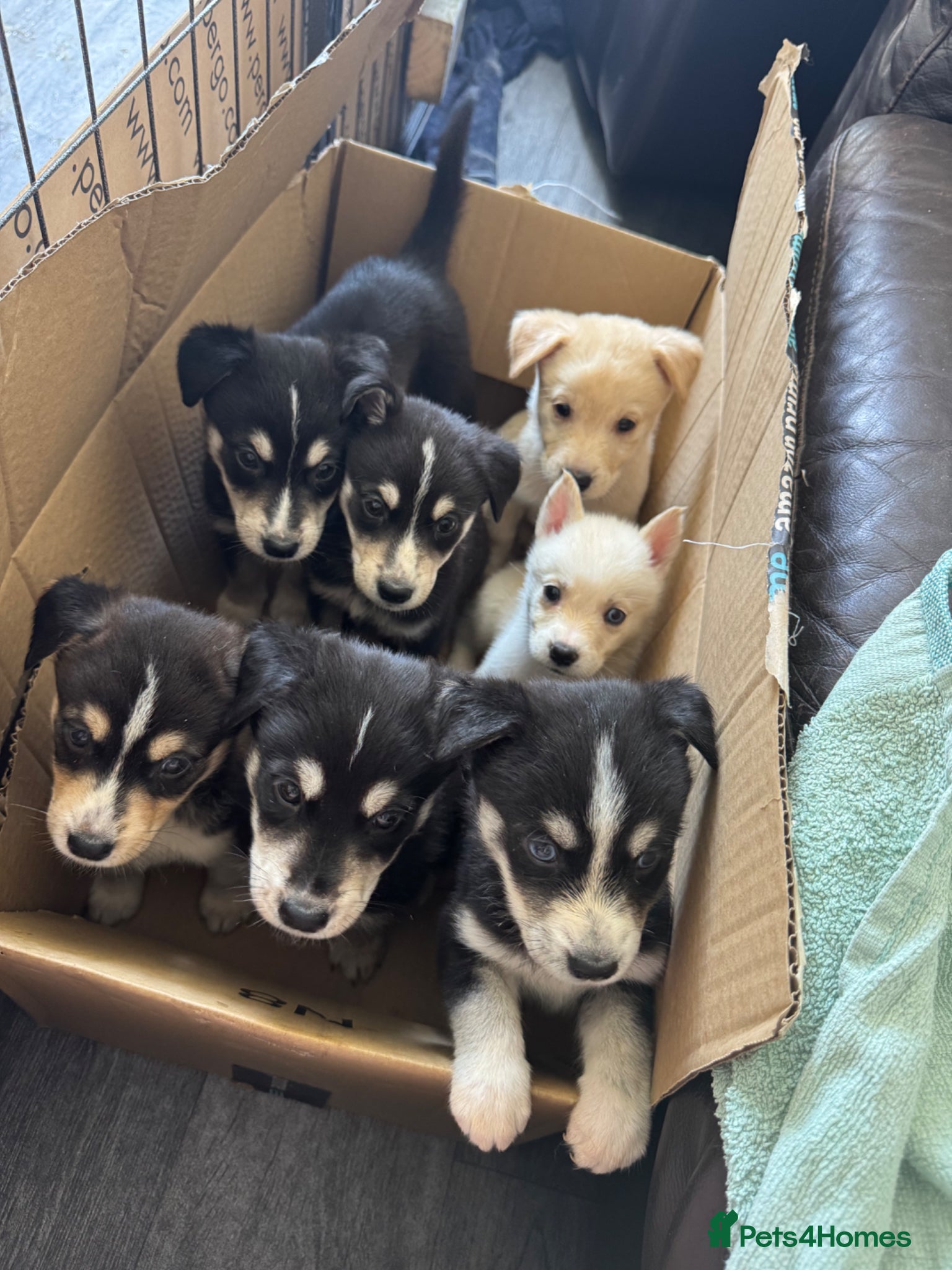 Mixed Breed dogs 7 beautiful siberian husky x labrador puppies - Advert 2