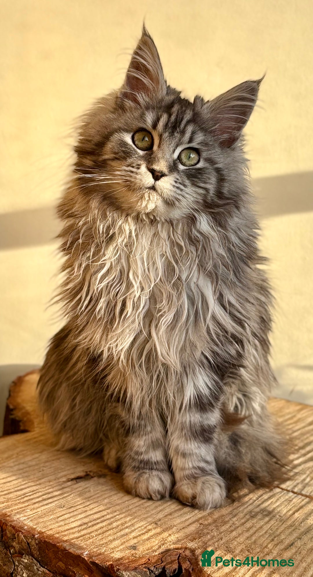 Maine Coon cats for sale: Beautiful Maine coon kittens - Advert 13