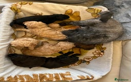 Shihpoo dogs for sale: beautiful shihpoo litter - Image 5