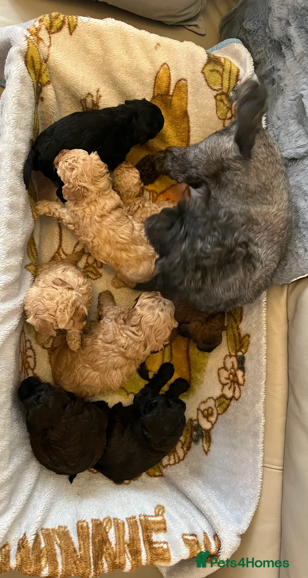 Shihpoo dogs for sale: 1 girl left shihpoo puppy fully vaccinated  - Advert 7