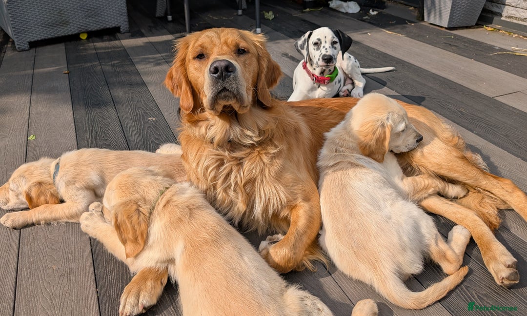Golden Retriever dogs for stud: kC health check hip check proven - Image 3